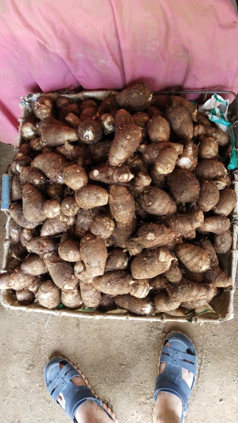 芋头8520精品沙土地大通货