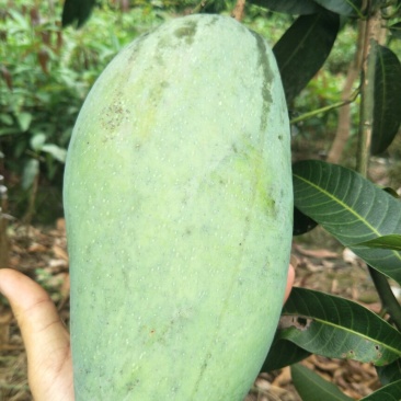 金煌芒果树苗芒果嫁接苗带叶包邮广西发货