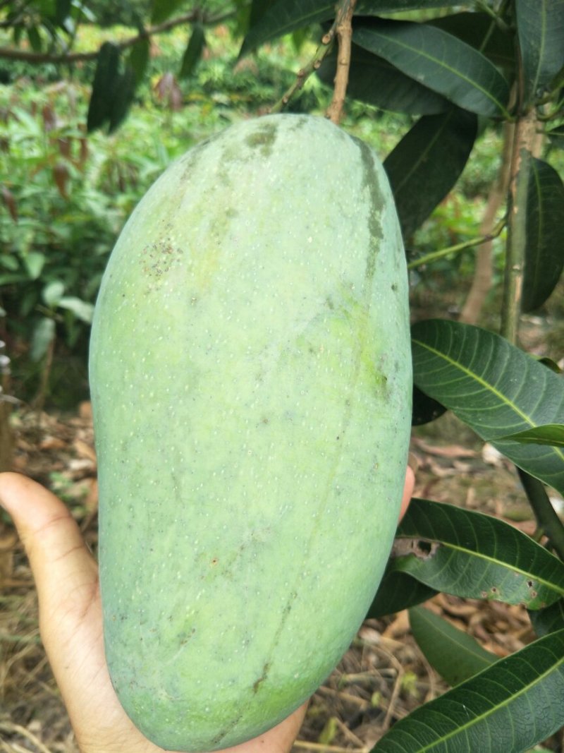 金煌芒果树苗芒果嫁接苗带叶包邮广西发货