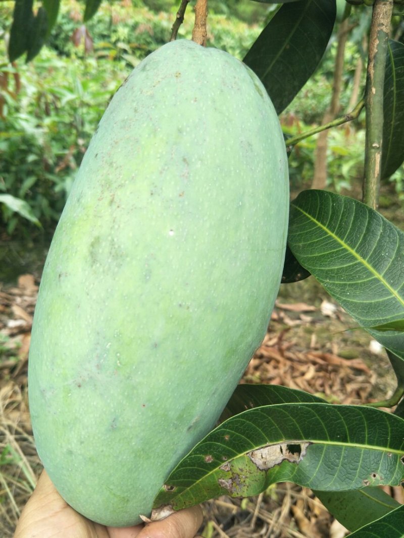 金煌芒果树苗芒果嫁接苗带叶包邮广西发货