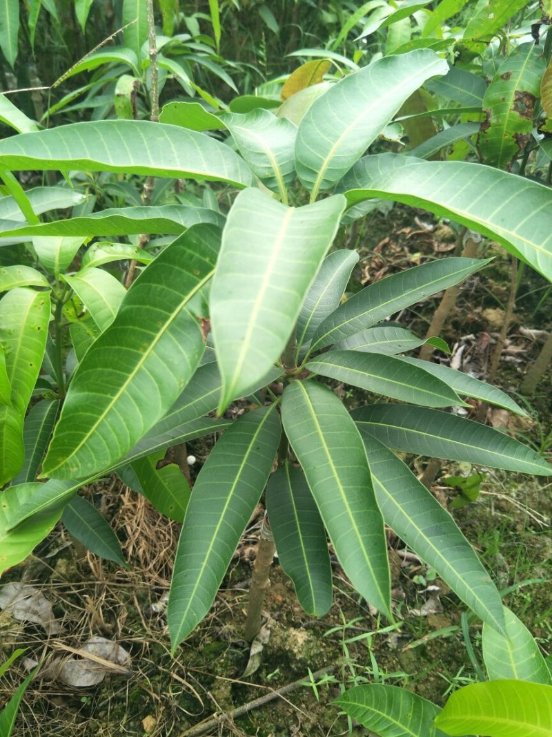 金煌芒果树苗芒果嫁接苗带叶包邮广西发货