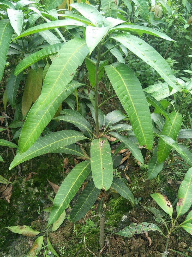 金煌芒果树苗芒果嫁接苗带叶包邮广西发货