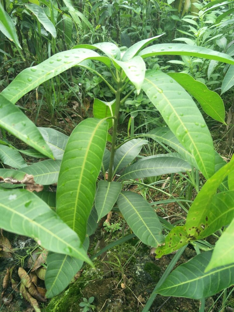 金煌芒果树苗芒果嫁接苗带叶包邮广西发货