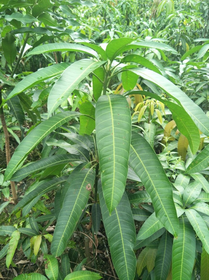 金煌芒果树苗芒果嫁接苗带叶包邮广西发货