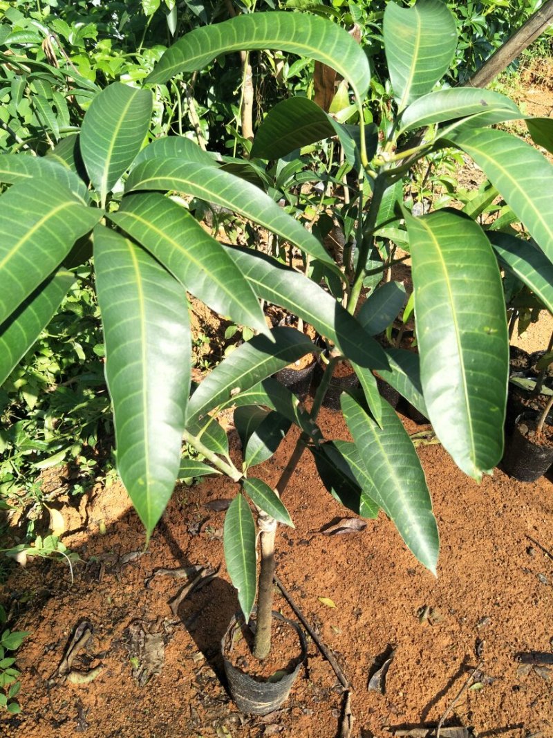 金煌芒果树苗芒果嫁接苗带叶包邮广西发货