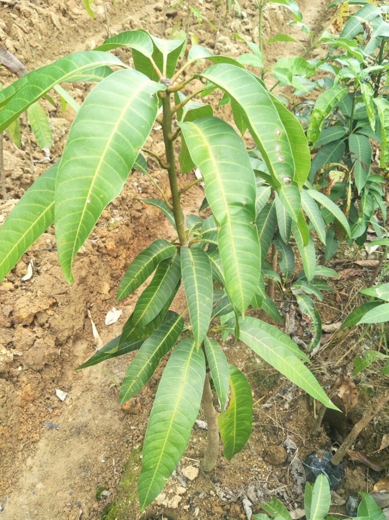 金煌芒果树苗芒果嫁接苗带叶包邮广西发货