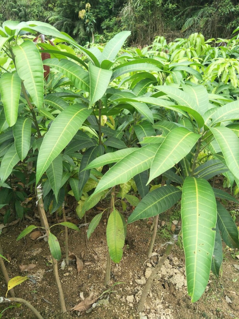 金煌芒果树苗芒果嫁接苗带叶包邮广西发货