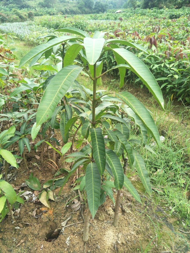 金煌芒果树苗芒果嫁接苗带叶包邮广西发货