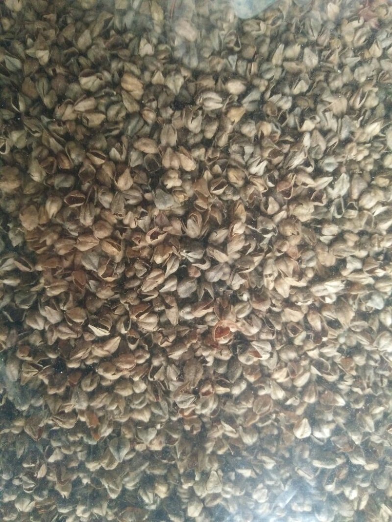 云南特产苦荞麦壳，自己的加工厂！可以做枕头，玩具填充物