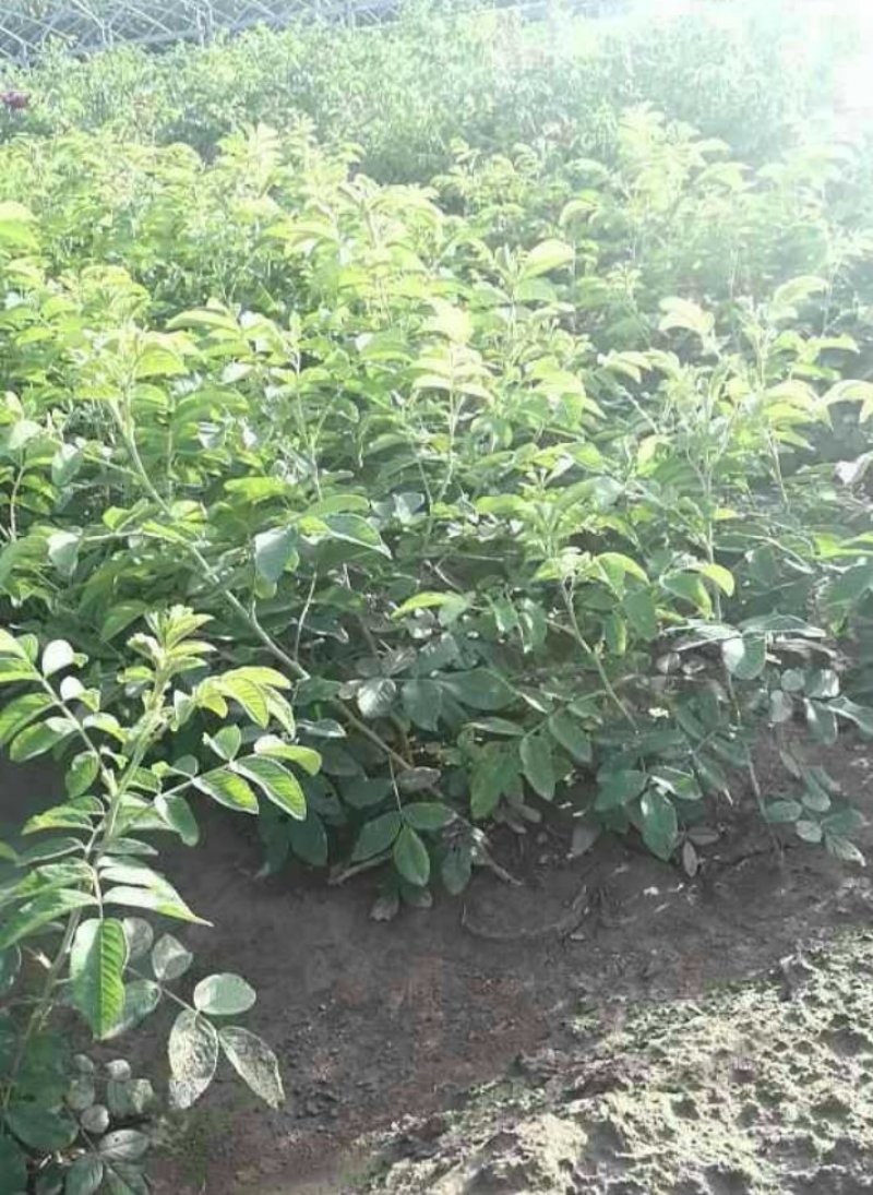 定州苗圃-四季玫瑰营养杯苗玫瑰枝条多