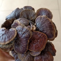 海南琼中野生竹灵芝批发