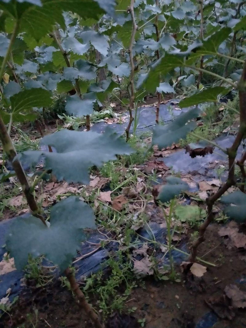 巨峰葡萄苗