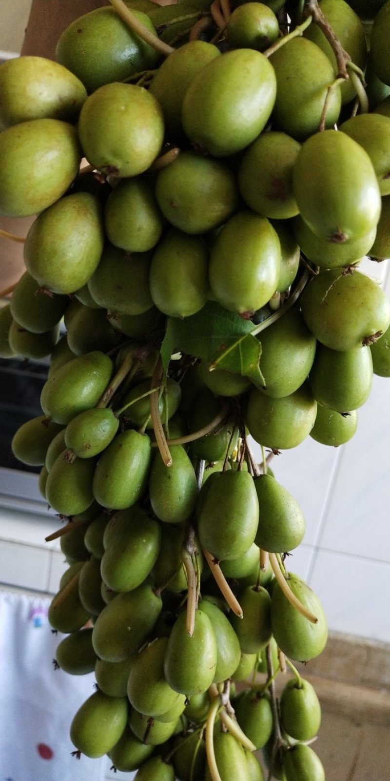 软枣子