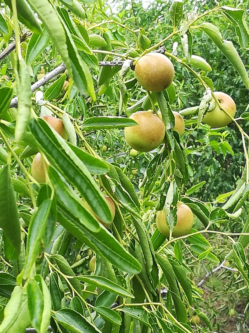河北黄骅刘七庄村优质冬枣