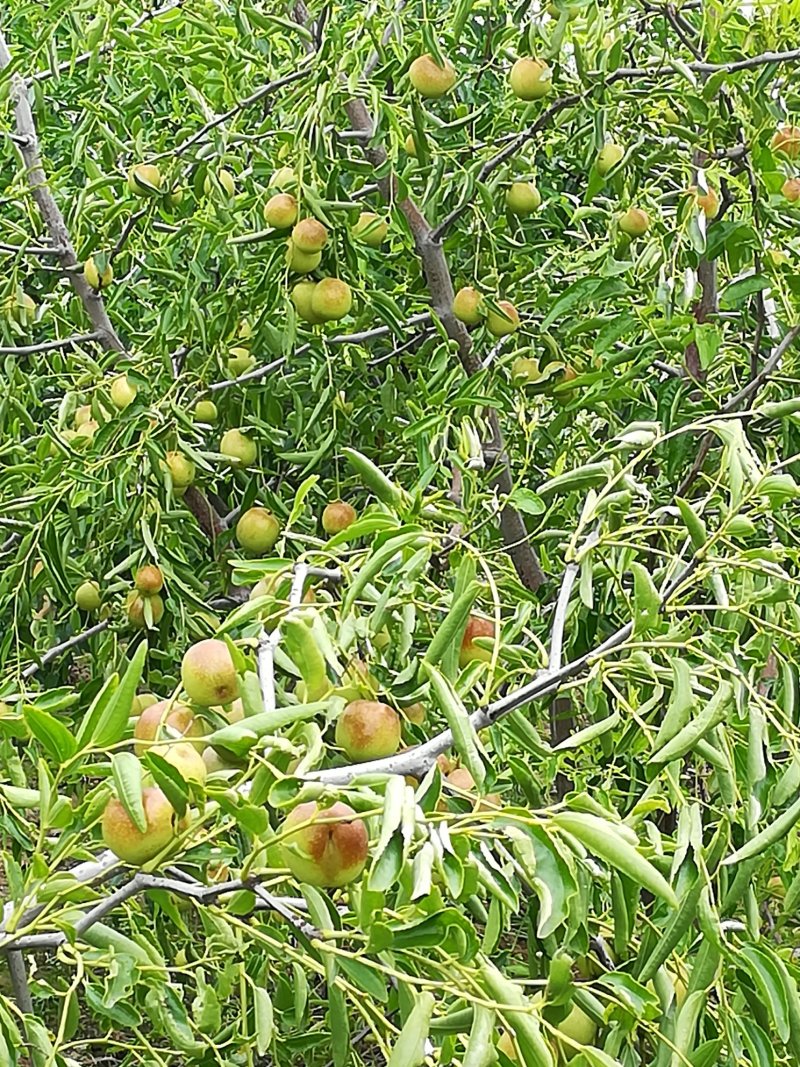 河北黄骅刘七庄村优质冬枣