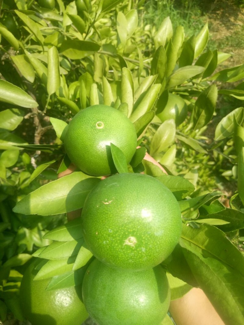 普早蜜橘