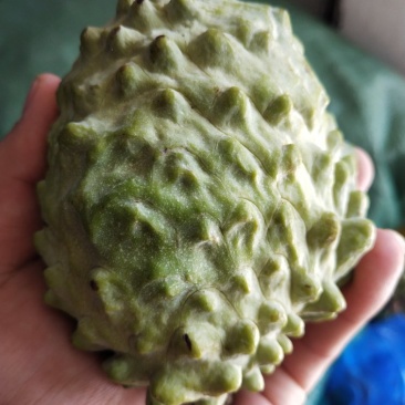 番荔枝