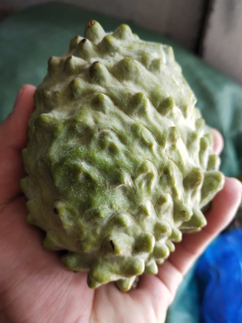 番荔枝