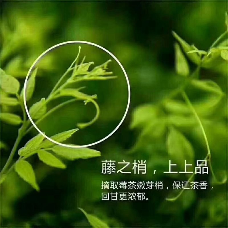 土家莓茶