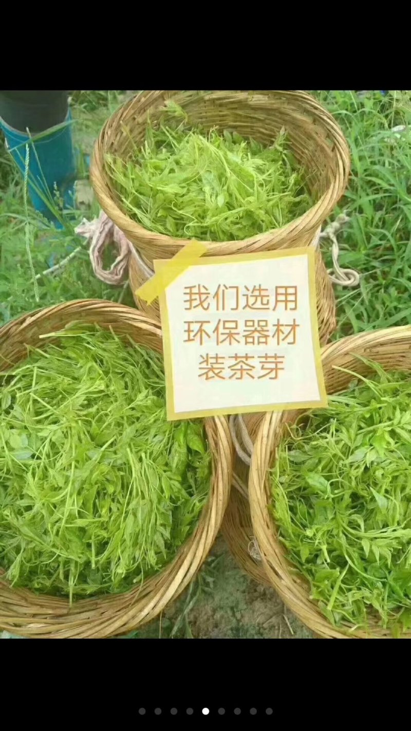 土家莓茶