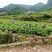 土家莓茶