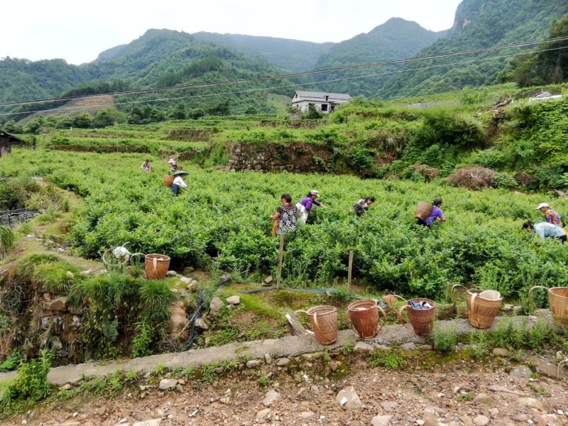 土家莓茶