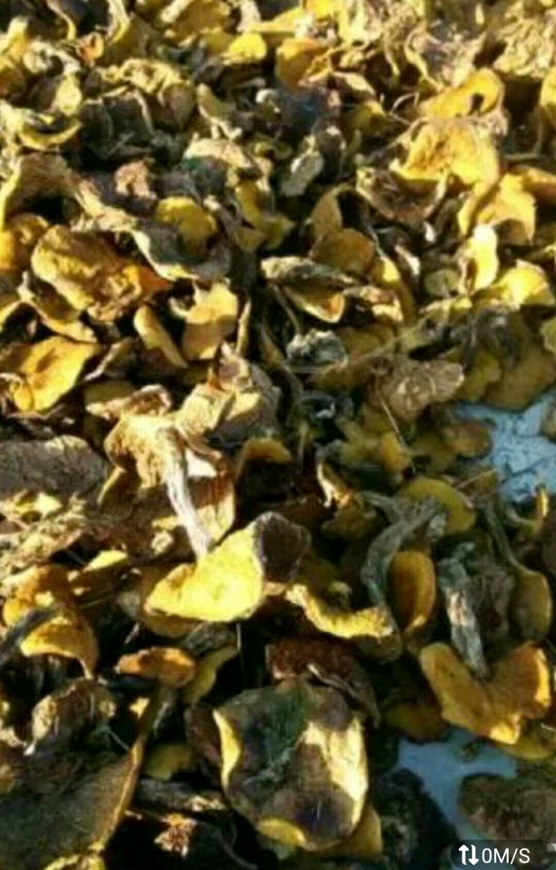 纯野生松蘑，，质量好，色泽纯正，口味鲜美。