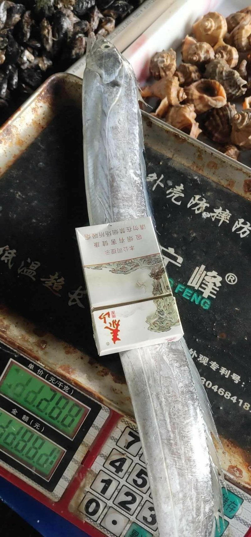 刀鱼