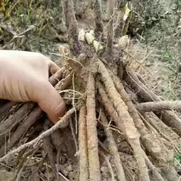 观赏芍药