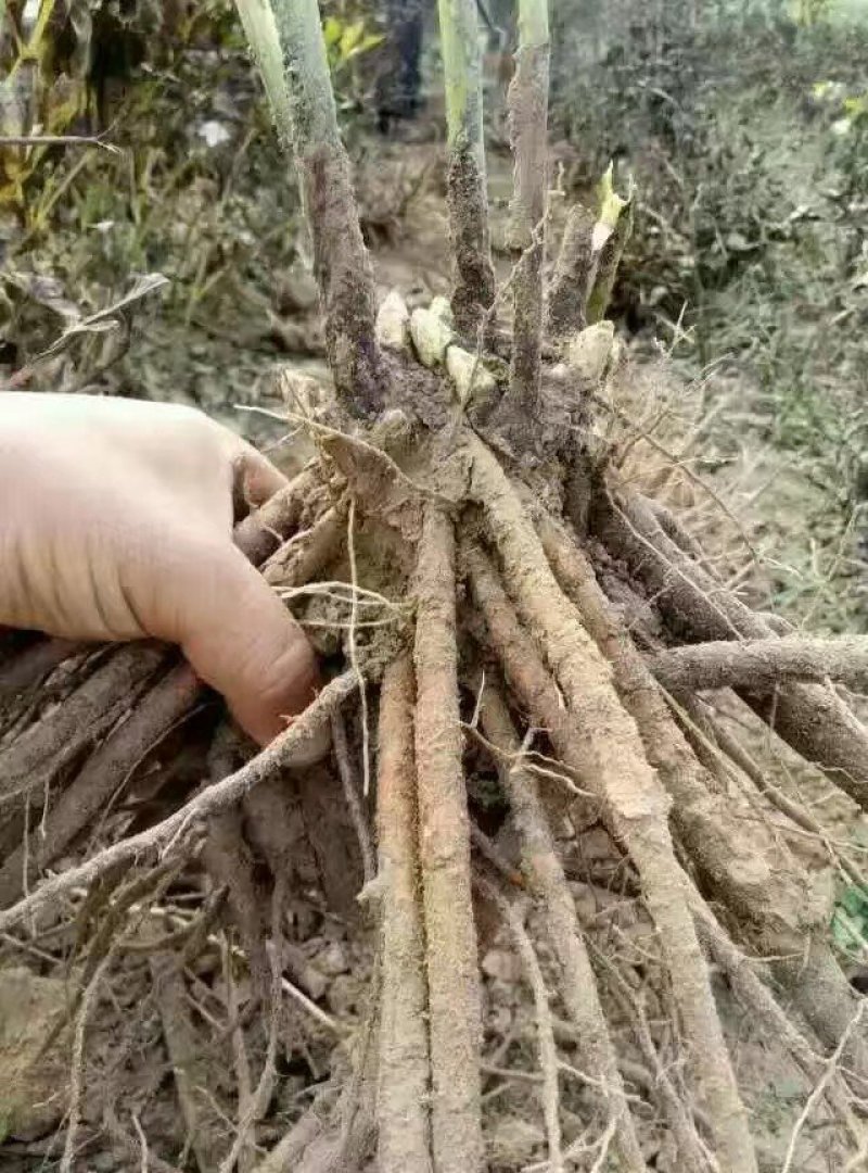 观赏芍药