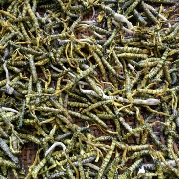 大别山野生冬虫夏草