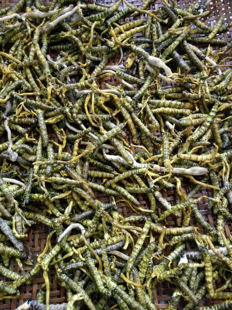 大别山野生冬虫夏草