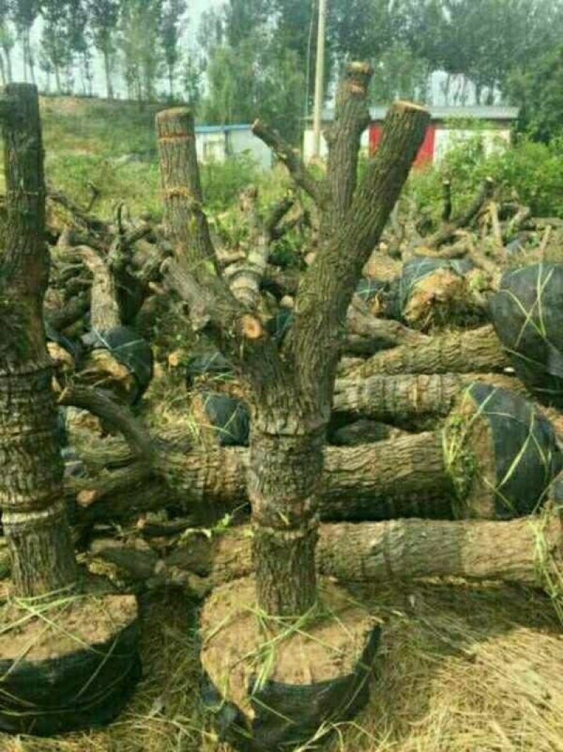 河北沧州精品枣树，基地直供，绿化枣树，异型枣树