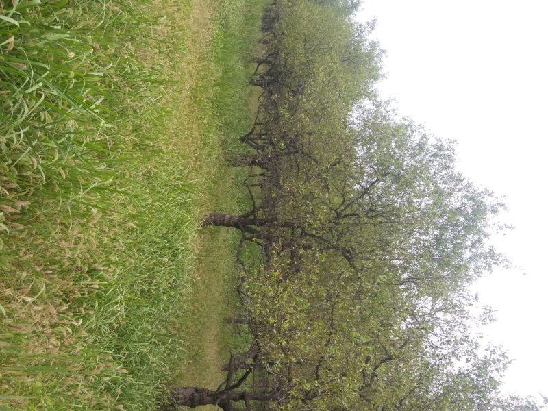 河北沧州精品枣树，基地直供，绿化枣树，异型枣树