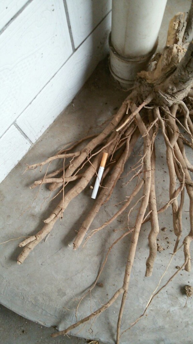 牡丹皮统货