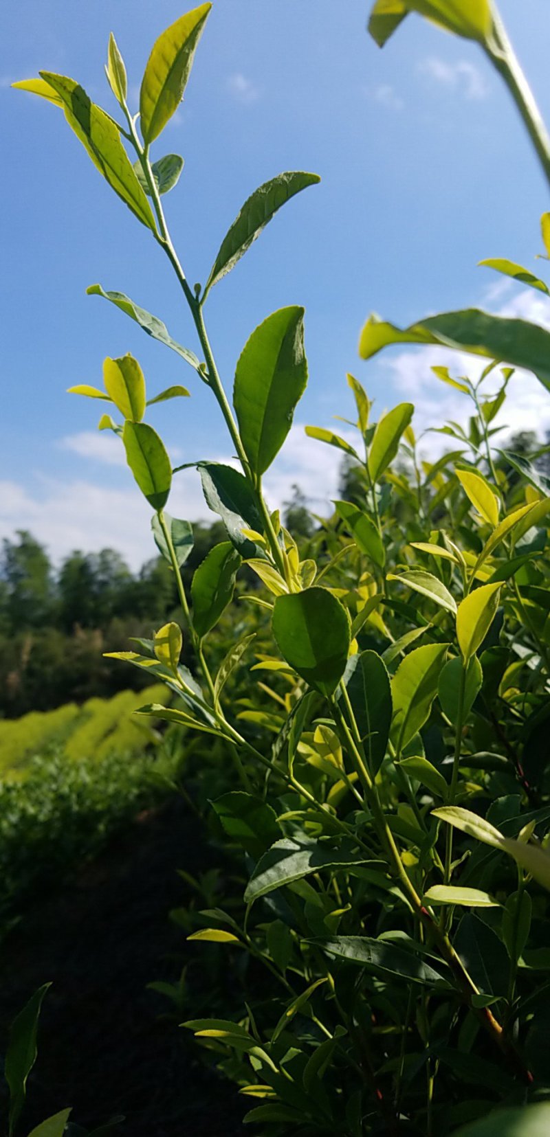 安吉黄金叶茶苗一年苗，半年苗，黄化茶的代表