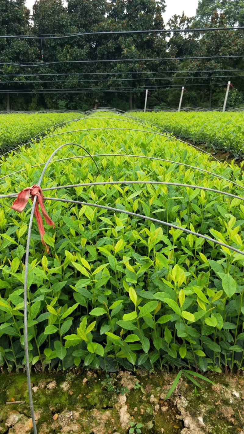 安吉黄金叶茶苗一年苗，半年苗，黄化茶的代表