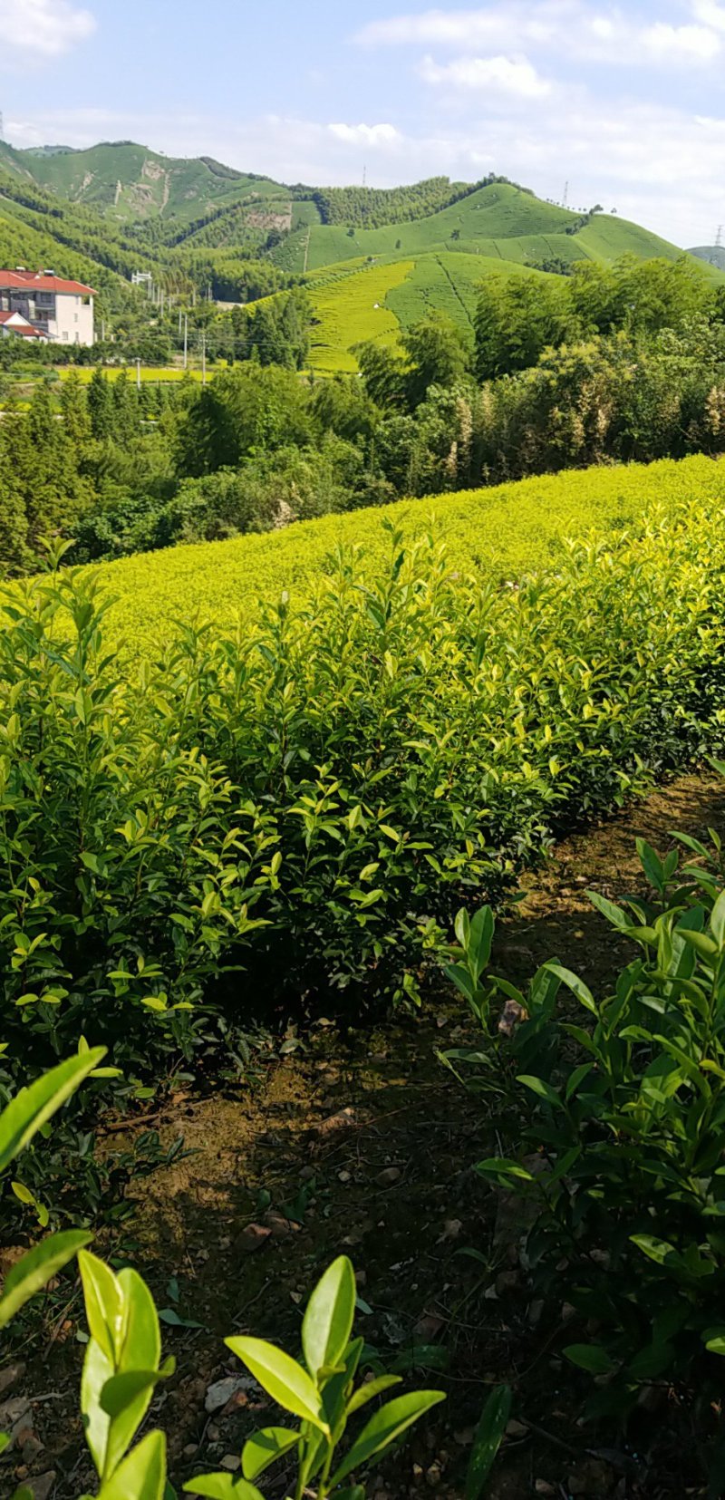 安吉黄金叶茶苗一年苗，半年苗，黄化茶的代表