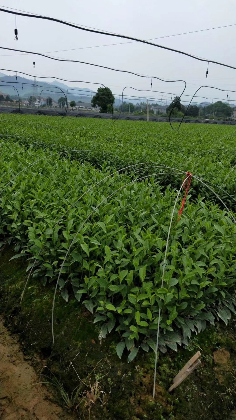 特早奶白水晶白茶苗，小叶奶白越黄茶苗，龙井黄，早奶黄，