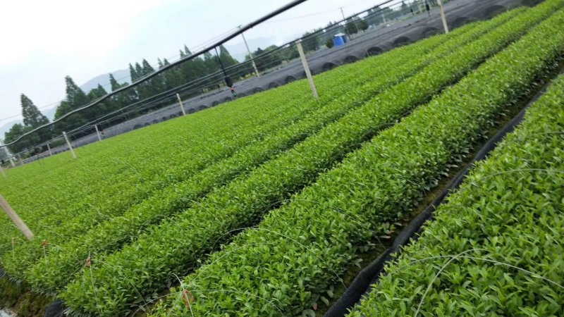 特早奶白水晶白茶苗，小叶奶白越黄茶苗，龙井黄，早奶黄，