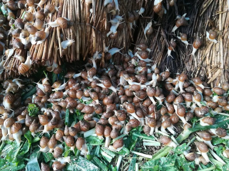 蜗牛优质大量