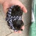 精品大闸蟹预售二两