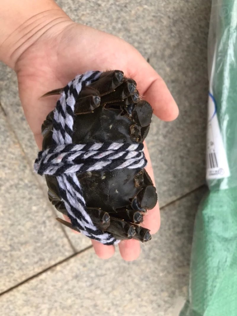 精品大闸蟹预售二两