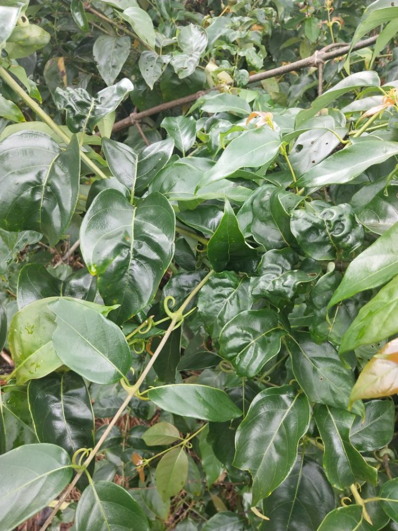 预售2018钩藤靓货，一手货源。