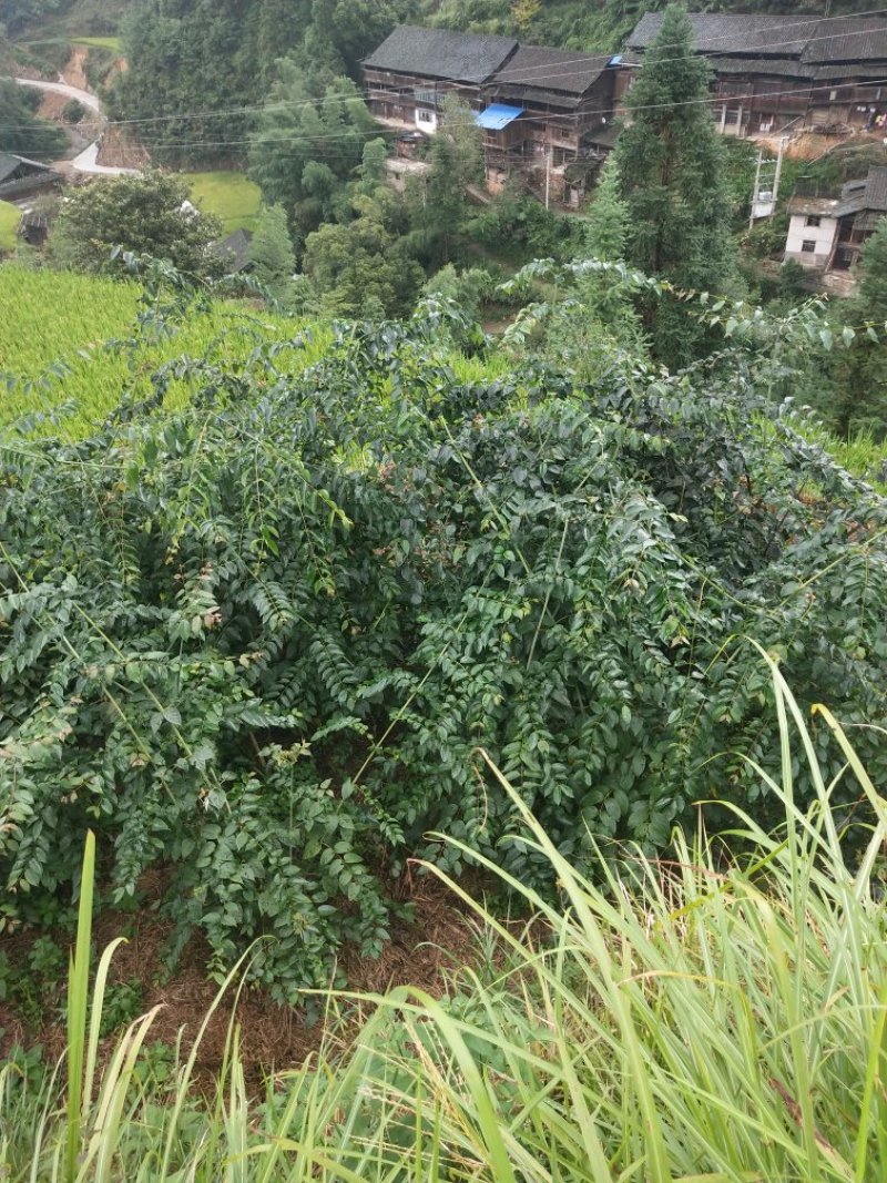 预售2018钩藤靓货，一手货源。