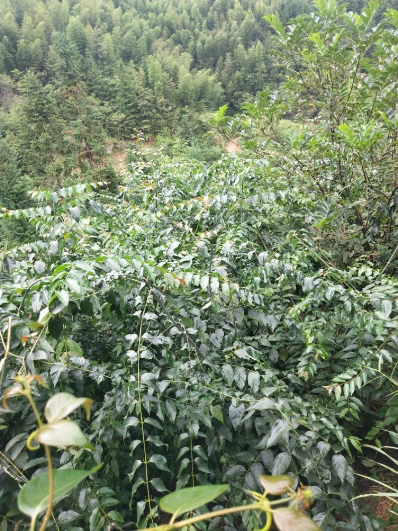 预售2018钩藤靓货，一手货源。