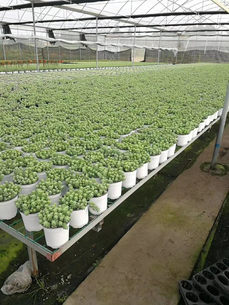 基地专用塑料双色花盆