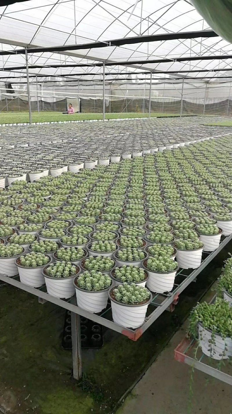 基地专用塑料双色花盆