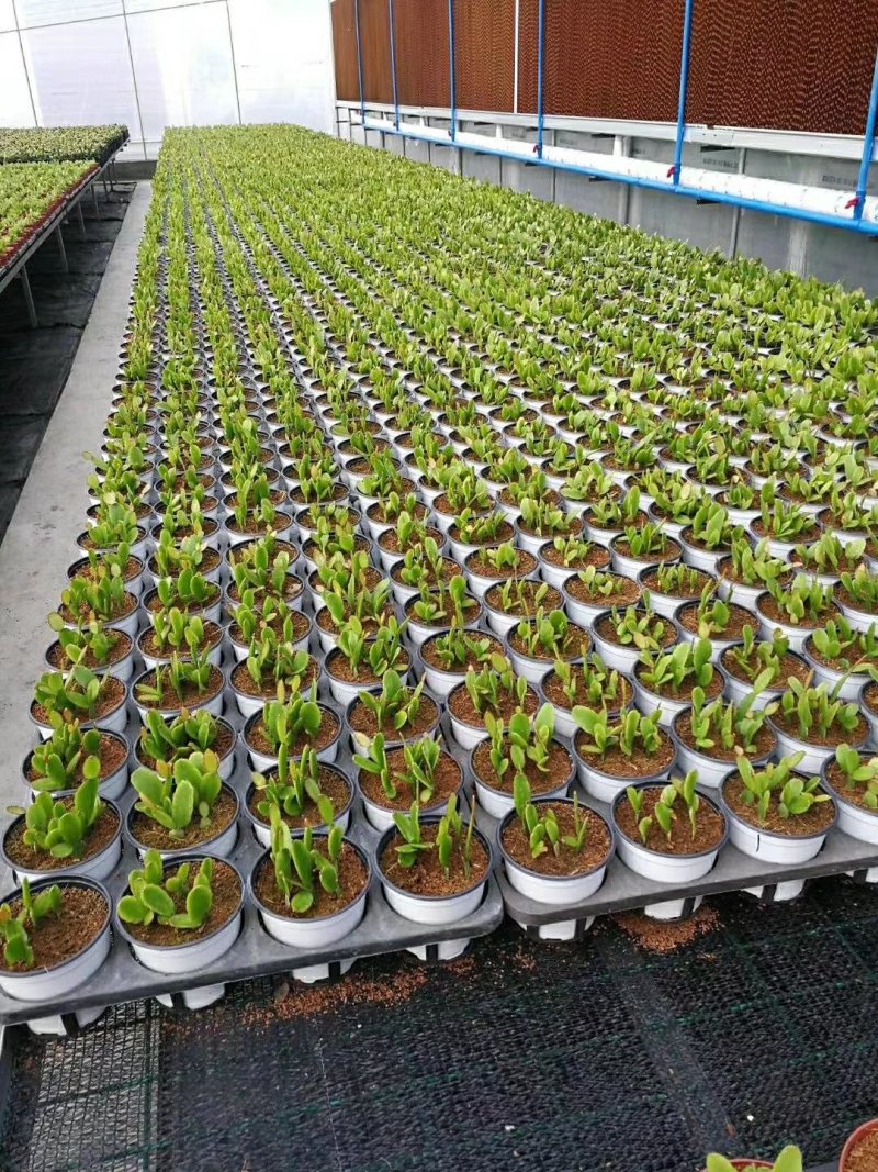 基地专用塑料双色花盆