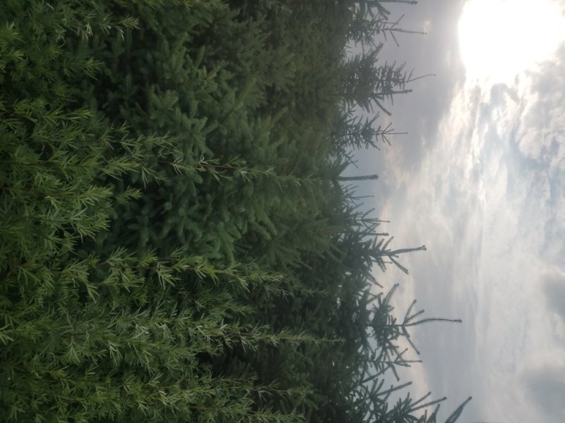 三米云杉，精品三米云杉
